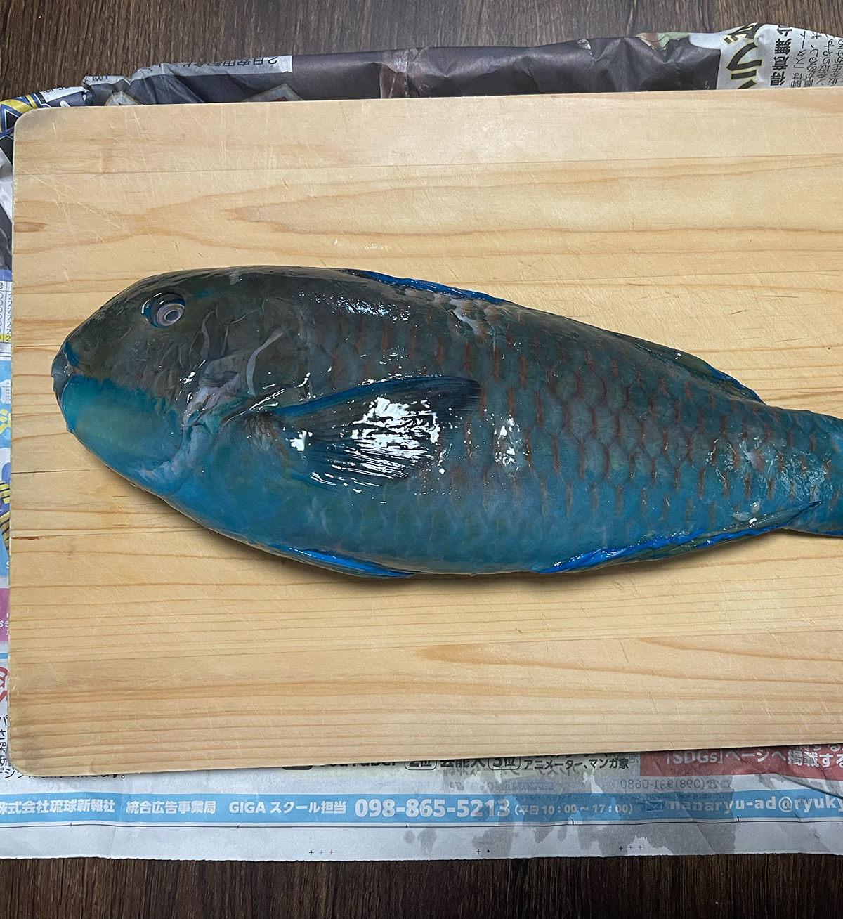 沖縄の魚をはく製にしたい - 沖縄B級ポータル - DEEokinawa（でぃーおきなわ）