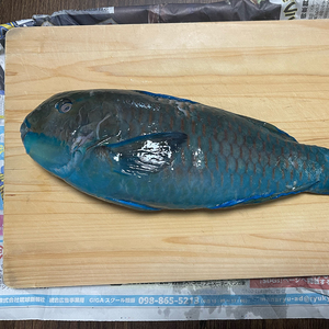 沖縄の魚をはく製にしたい