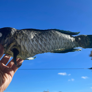 沖縄の魚をはく製にしたいと思ってたら提灯になった